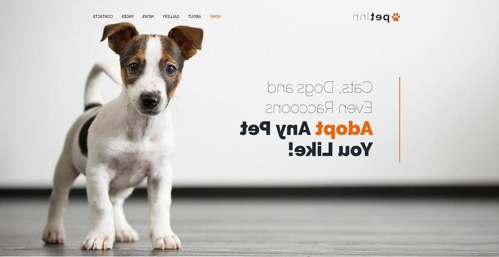 PetInn - Responsive Animals & Pets Charity WordPress Theme